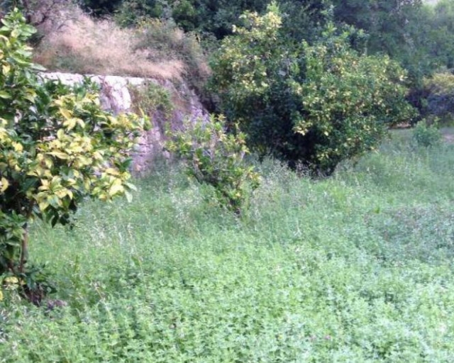 Terrenos sembrados